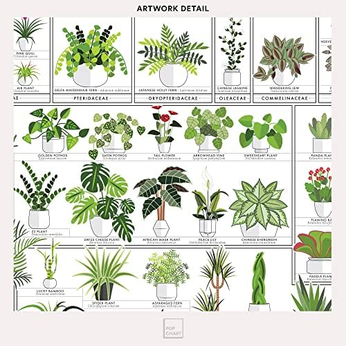 Pop Chart | Схема на стайни растения за озеленяване | 16 x 20 Green Wall Art | Плакат ботаническата изкуство с участието