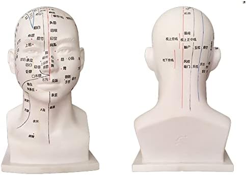 Модел Акупунктурной точка на главата ZMX 30 см - Модел на Акупунктурните точки на Традиционната Китайска Медицина - Модел Акупунктура