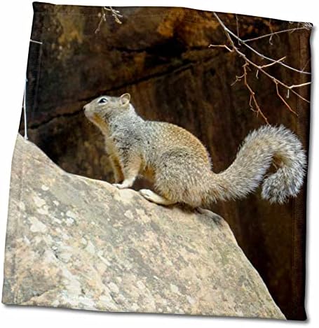 3 Начертайте мила катерици на камък с пухкава опашка в национален парк Зайон - Кърпи (twl-260706-3)