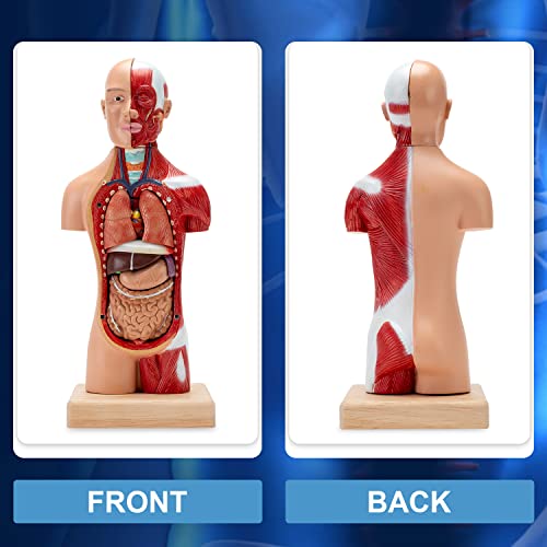 Модел на човешки орган Winyousk за деца, Споделена На 15 Части, Анатомическая модел на Човешки органи, Подробен анализ