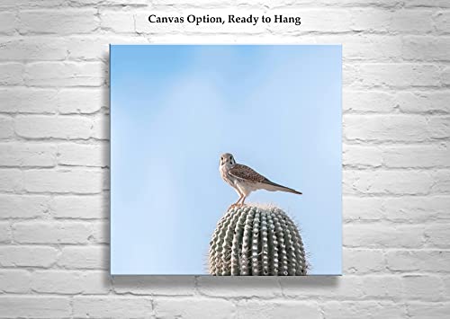 Художествена фотография на птици-сокол Мерлин Кактус в Пустинята