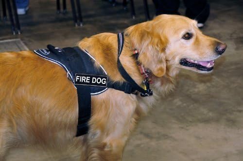 Шлейка DT Забавни Works, Пожарна куче, Черно, с светоотражающей покритие, размер на Средната дебелина: от 28 до 34 см