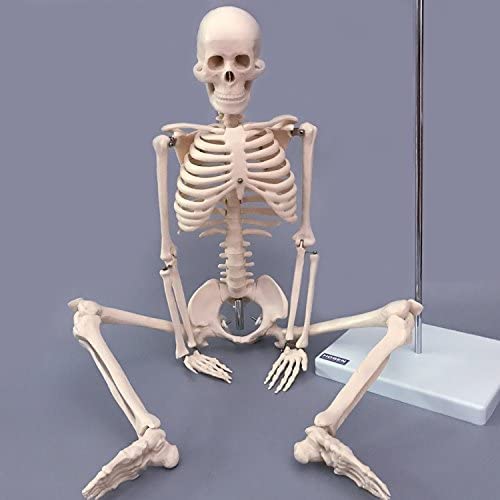 Модел на Човешкия Скелет EustomA 85 см 35 Анатомическая Копие Размер 1/2 живот с Метална Стойка, Подвижни Ръце и Крака