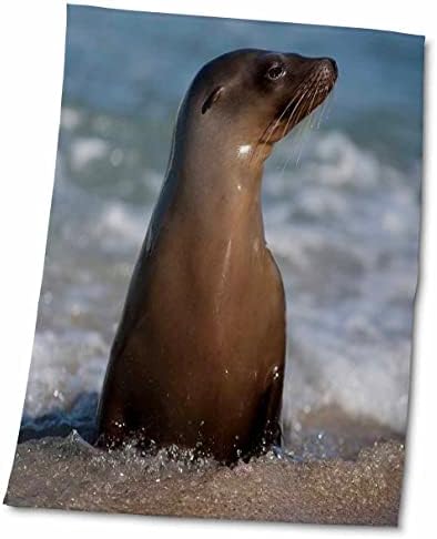 3дРоуз, САЩ, Калифорния, Ла Джола. Млад морски лъв във водата на плажа. - Кърпи (twl-278505-3)