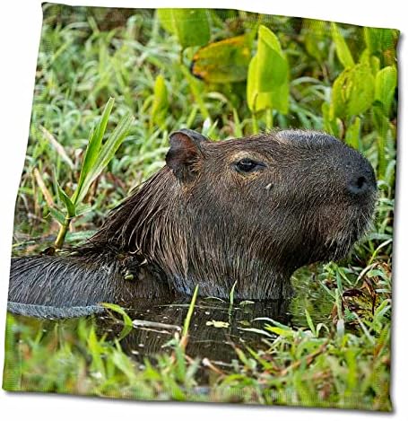 3dRose Capybara, Северен в пантанал, Мато Гросо, Бразилия - Кърпи (twl-228668-3)
