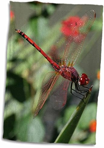 Кърпи 3dRose Red за мъже - шумовок или бисквити Dragonfly (twl-214022-3)