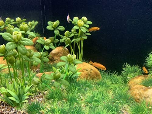 Комплект Изкуствени Зелени Водни Растения BEGONDIS, 18 бр. Декорация за вашия аквариум, Произведени от Мека Пластмаса