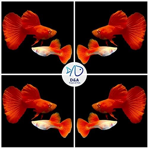 D & A Тропическа Жива риба - ABINO Full RED Guppy Жива риба за Аквариуми, Пресноводная Жива риба (1 Чифт за разплод (1 мъж