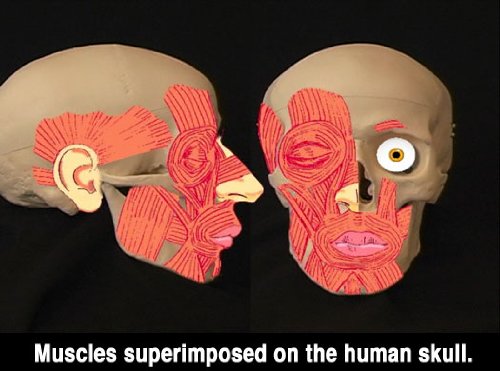 Анатомия за художници - главата