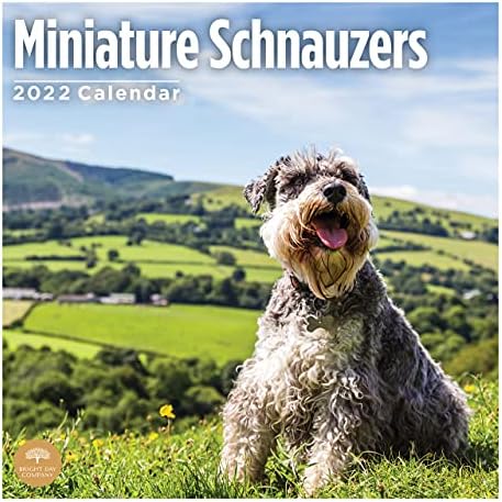 Стенен Календар за миниатюрен шнауцер на 2022 година от Bright Day, 12 x 12 См, Сладкото Кученце Кученце