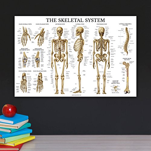 Анатомическая карта скелетната система - Ламиниран Плакат С виртуален скелет на човек 18 x 27 (странично)