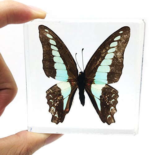 Истински образец на пеперудата Проби преспапиета Колекция преспапиета Дисплей (3x3x0,6 инча)