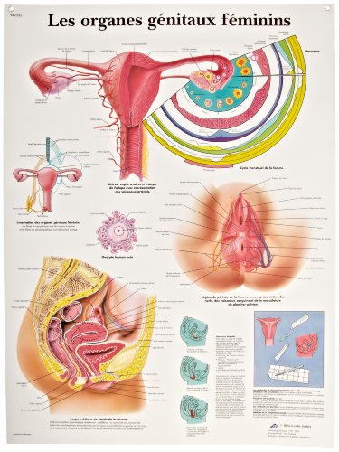3Б Scientific VR2532L Лъскав, устойчив на uv ламинирана хартия Les Organes Genitaux Feminins Anatomical (Анатомическая