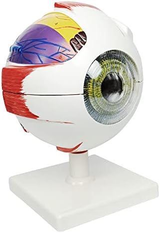 НОВ ХОРИЗОНТ 6X Увеличена Анатомическая Модел на Човешкото Око, Анатомично Точно Модел Очите Анатомия на Човешкото око, за да Учат в Един Клас Дисплей Образователна