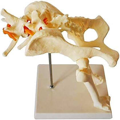 Модел на Таза Кучета KH66ZKY Модел на тазобедрена Става на Куче - Анатомическая модел на Скелета на Животното за