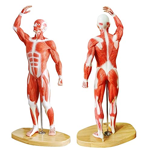 Модел на човешките мускули EVOTECH-20Умален Модел на Мускулната система, Мускулна Фигура на Човек, Анатомическая