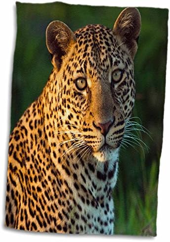 3. Портрет на възрастен зверче мъжки леопард, Масай Мара, Кения. - Кърпи (twl-207363-3)