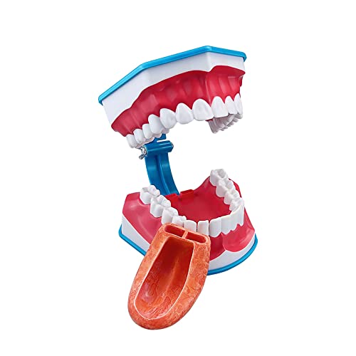 2 Пъти по-Голям Модел на зъбите, YOUYA Модел на обучение по СТОМАТОЛОГИЯ, Инструменти за почистване на зъбите, Модел на зъбната протеза с четка за зъби Модел на зъбната