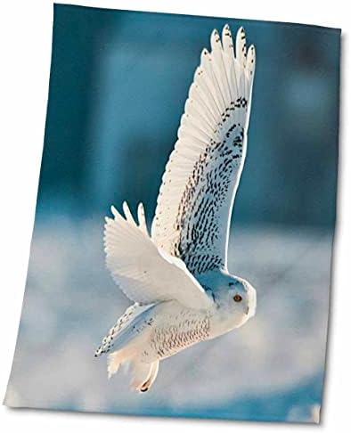 3дРоуз, САЩ, Минесота, Вермиллион. Снежна сова по време на полет. - Кърпи (twl-205658-1)