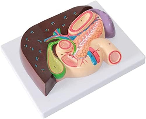 Wzqwzj Модел на Човешки орган, Модел Анатомия на Стомаха Модел на Жлъчния мехур, на Панкреаса Модел Отдел на храносмилателната система Анатомията на черния Дроб Модел