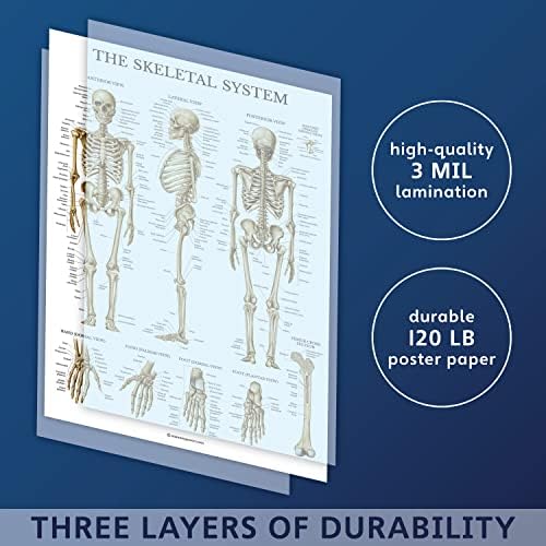 Palace Обучение 3 Kit - Набор от плакати за анатомията на мускулите + Скелета + Око - Анатомични карти на мускулите и скелетната система - Ламинирани - 18 x 24